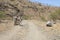 Gray wild donkeys on the island of SÃ£o Vicente, Cape Verde, Cabo Verde