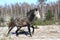 Gray wild horse galloping free