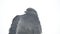 Gray wild pigeon dove portrait frozen in the cold