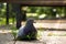 Gray wild pigeon sitting on the asphalt. close-up