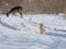 Gray wild rabbit hare and a delicate wild deer eating in the background, in their natural habitat, in a cold winter day.