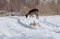 Gray wild rabbit hare and a delicate wild deer eating in the background, in their natural habitat, in a cold winter day.