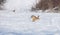 Gray wild rabbit hare and a pheasant in the background, in their natural habitat, in a cold winter day. Selective focus