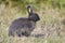 Gray Wild rabbit sitting