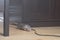 A gray wild rat cautiously comes out from behind a closet in the house