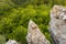 Gray wild rocks and wild green forest. View from above. Landscape