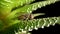 Gray winged fly insect sits on an evergreen succulent plant. Insect with wings on aloe leaves on isolated black