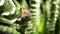 Gray winged fly insect sits on an evergreen succulent plant. Insect with wings on aloe leaves on isolated black