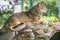 Gray wolf in the aviary resting on the stones. The wolf, Canis lupus