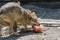 Gray wolf with a bloody ice cream