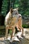 Gray wolf - Canis lupus