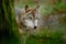 Gray wolf, Canis lupus, in the green leaves forest. Detail portrait of wolf in the forest. Wildlife scene from north of Europe. Be
