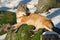 Gray wolf, Canis lupus, lying on stone, at white snow, nature habitat in the forest, Norway