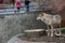 Gray Wolf (Canis lupus) Portrait - captive animal. Wolf at the zoo