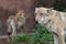 Gray Wolf (Canis lupus) Portrait - captive animal. Wolf at the zoo in the summer.