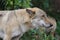 Gray Wolf (Canis lupus) Portrait - captive animal. Wolf at the zoo in the summer.