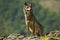 Gray wolf, canis lupus, standing on rocks in mountains in summer