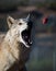 Gray wolf catching a chunk of meat