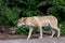 the gray wolf comes out of the forest and looks around.