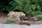 the gray wolf comes out of the forest and looks around.