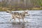 Gray wolf crossing river