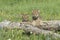 Gray wolf cubs