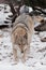 Gray wolf female in the snow, beautiful strong animal in winter