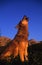 Gray Wolf Howling at Sunrise