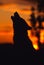 Gray Wolf Howling at Sunrise