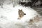 gray wolf lies in forest near the river