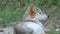 A gray wolf lies on a lawn in a forest in summer. It looks attentively aside.