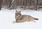 Gray wolf lies in the snow on background of the forest