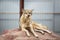 Gray wolf lying on the rock