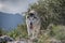 Gray Wolf nice dog alaskan malamute breed
