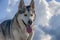 Gray Wolf nice dog alaskan malamute breed