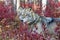 Gray wolf photographed  in Blueberry bushes