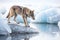 gray wolf prowling on a frosty iceberg surface