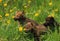 Gray Wolf Pups