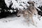 Gray wolf quickly runs through the forest, a powerful impetuous wild beast in winter