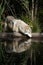 Gray Wolf Reflections