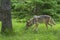 Gray Wolf smelling in green grass.