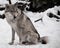 Gray wolf in the snow