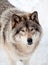 Gray Wolf in the Snow Looking up at the Camera