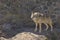 A gray wolf stands on a rocky path and inspects the surroundings.