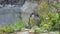 A Gray Wolf Walking Around Some Big Stone in a Zoo in Summer in Slow Motion