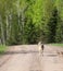 Gray wolf walking down dirt road