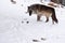 Gray wolf walking through a snowy forest