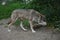 Gray Wolf Walking Through Summer Habitat