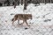 A gray wolf walks around his paddock at the zoo in winter, walks along a gray metal fence, in Latvia