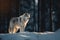 Gray wolf walks through a snowy winter forest. European wolf in natural habitat. Wild life